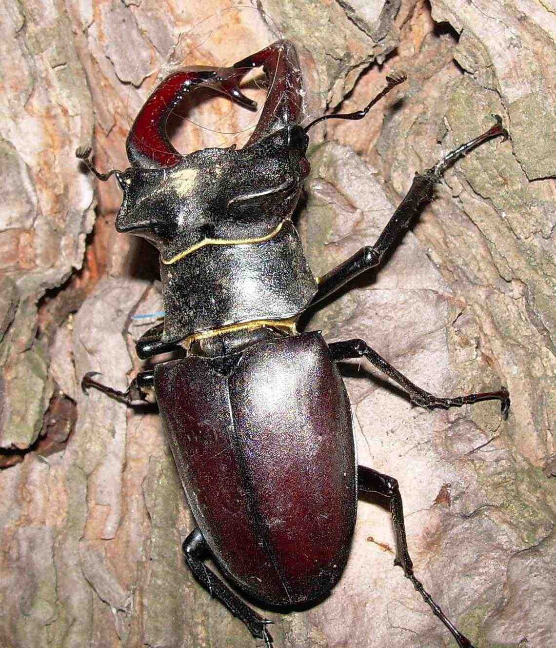 Lucanus cervus?